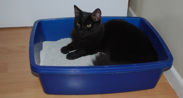 How to Clean a Litter Box: A Comprehensive Guide
