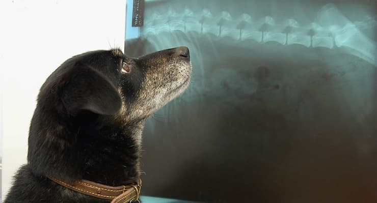 Understanding the Ingestion of Foreign Bodies in Dogs: Prevention and Treatment