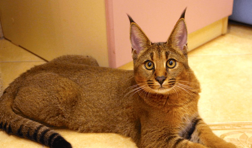 Caracat, a hybrid of a wild caracal and a domestic cat