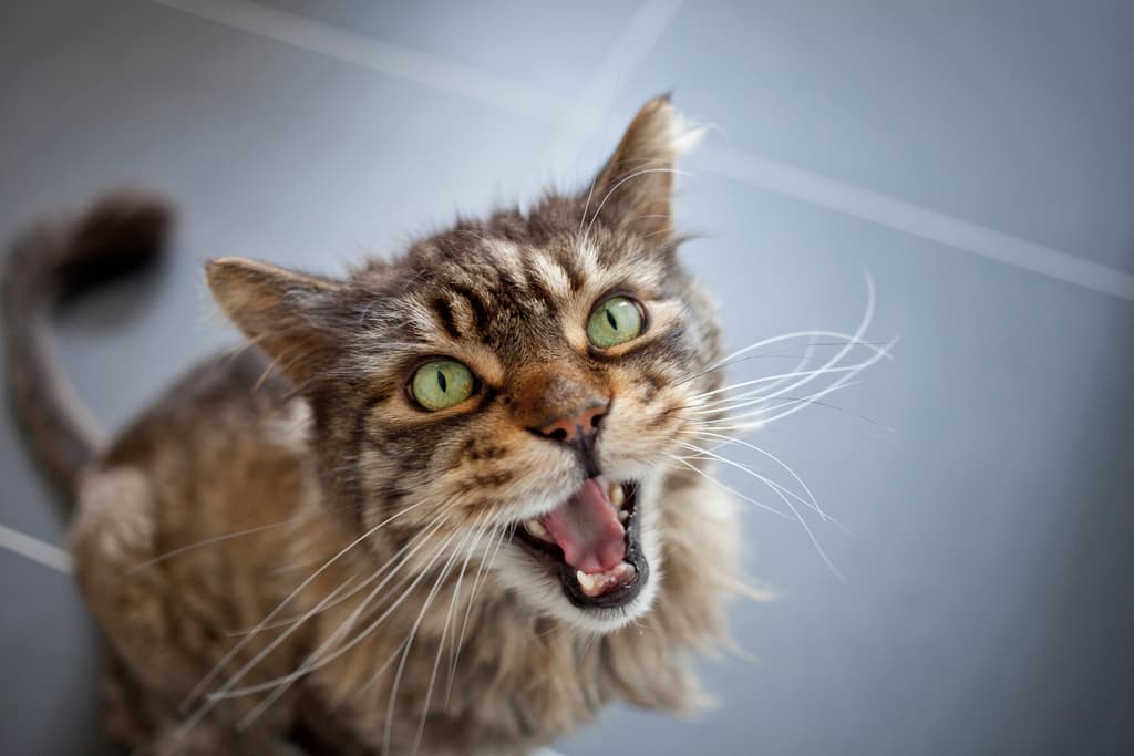Understanding and Managing Cat Bladder Infection: Tips for Pet Owners