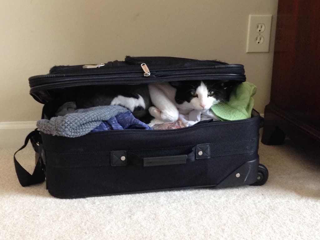 What to Do With Your Cat When You Travel: Essential Tips and Solutions
