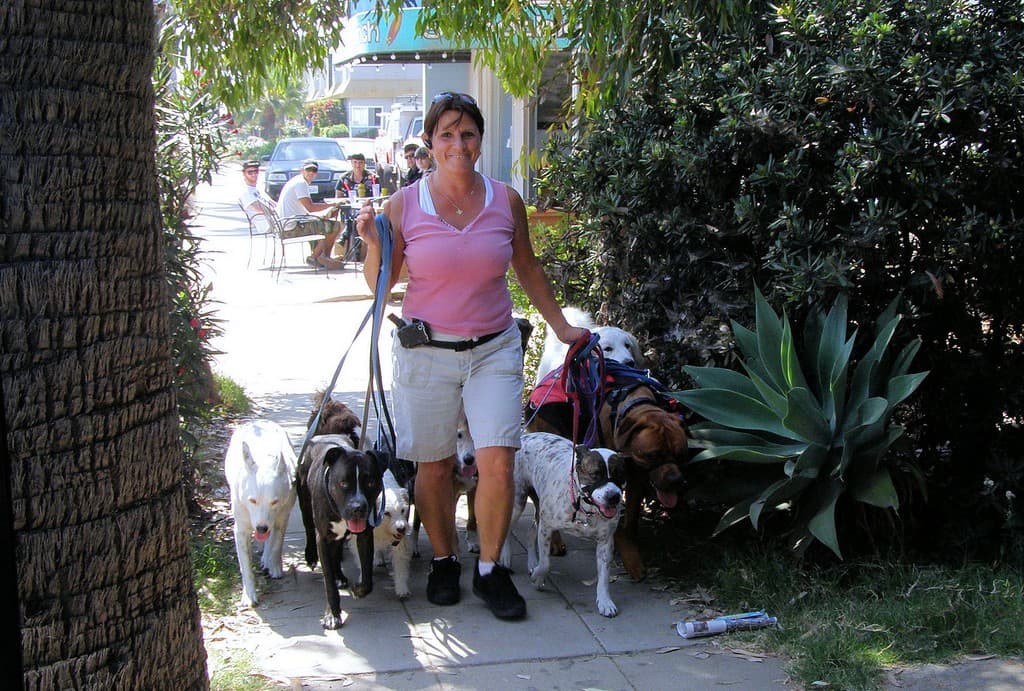 How to Start a Dog Walking Business