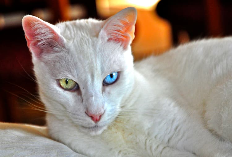 A white Turkish Van cat with auburn head markings, the rare swimming-cat breed.