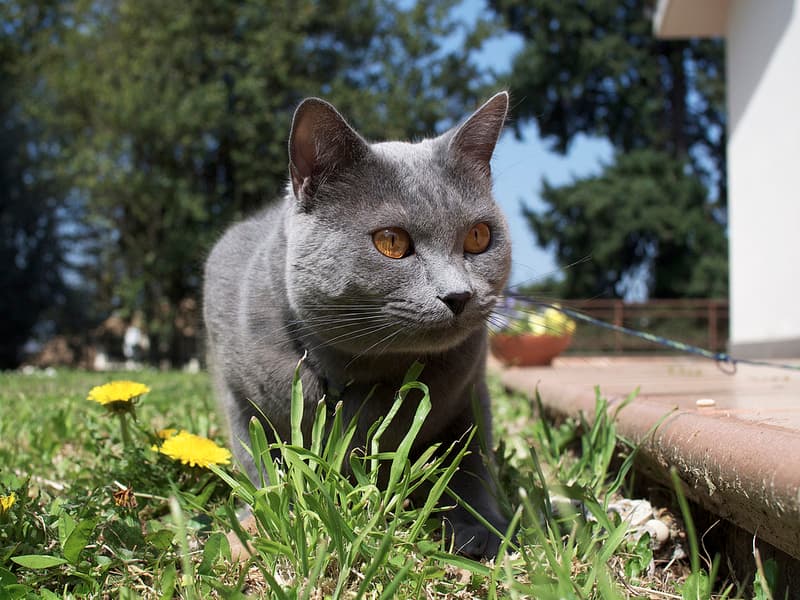 5 Things to Know About Chartreux Cats