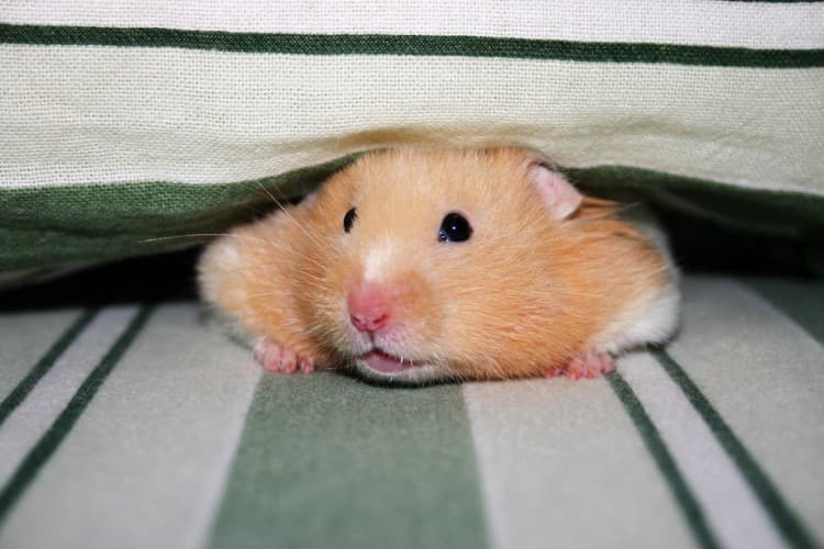 9 Things Your New Hamster Wishes You Knew