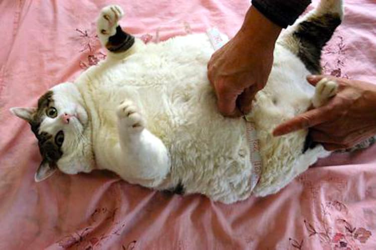 Obesity in Cats