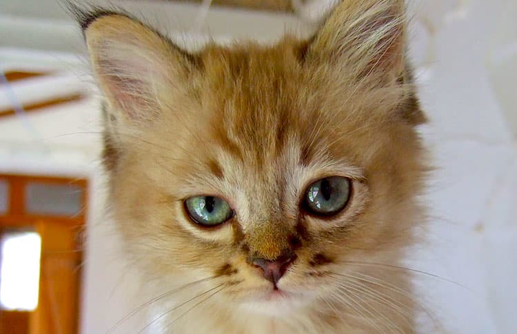 How to Litter Train a Kitten: A Step-by-Step Guide for Success