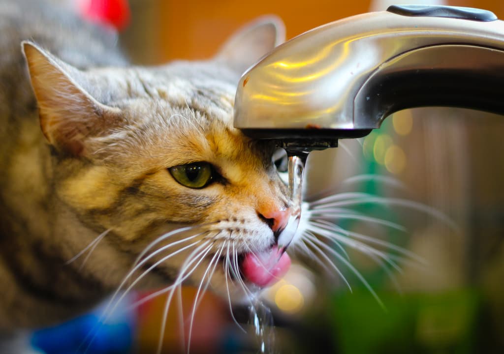 How Long Can a Cat Go Without Water: Understanding Feline Dehydration