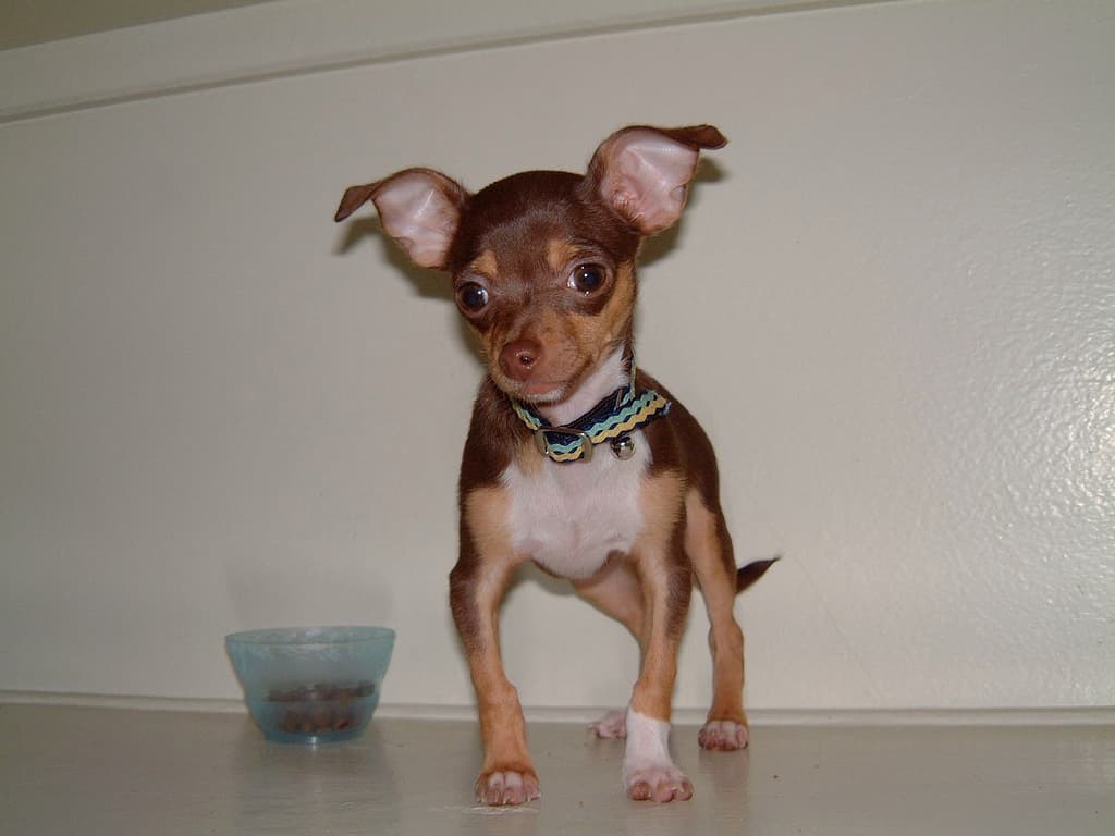 Why Pet Water Bowl Hygiene is Crucial for Your Pet’s Health