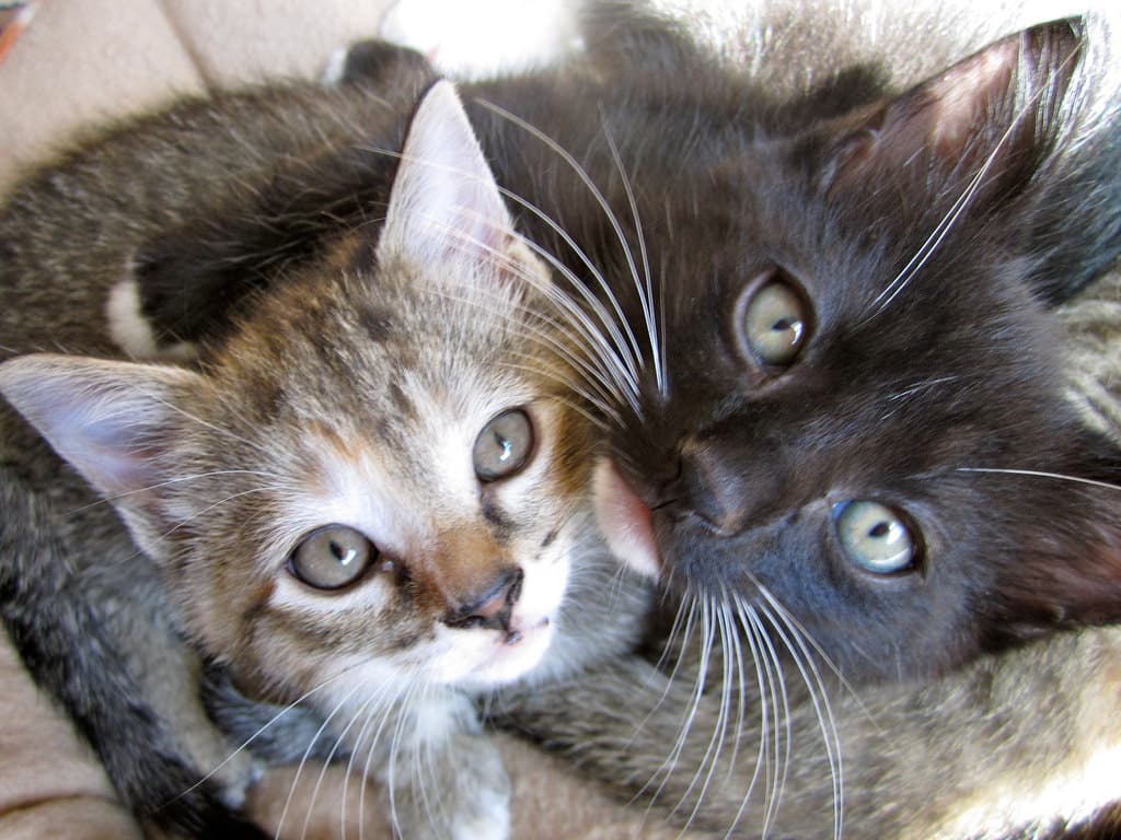 Got a Lonely Cat? Think About Bringing a Kitten Home.