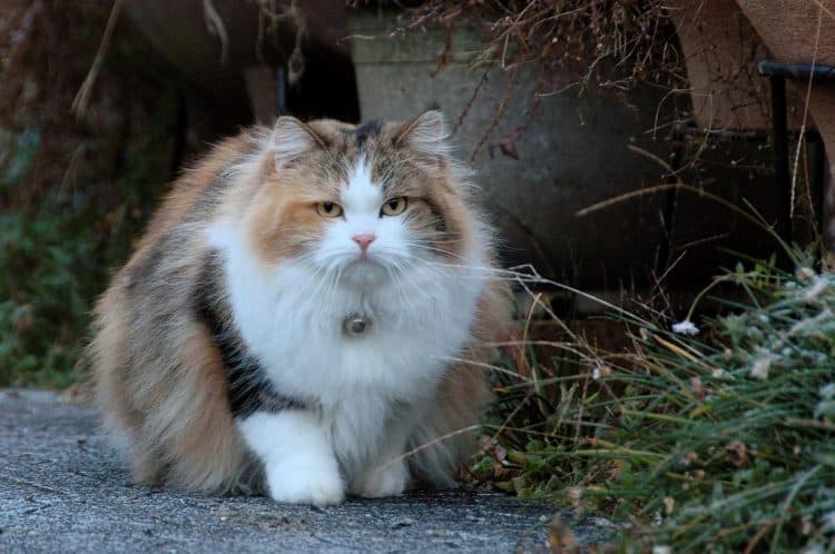 obese cat image