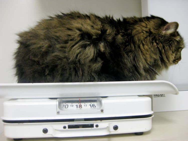 Obesity in Cats
