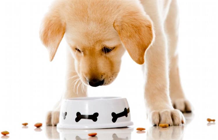 Why Dog Carries Food Away: 6 Common Reasons