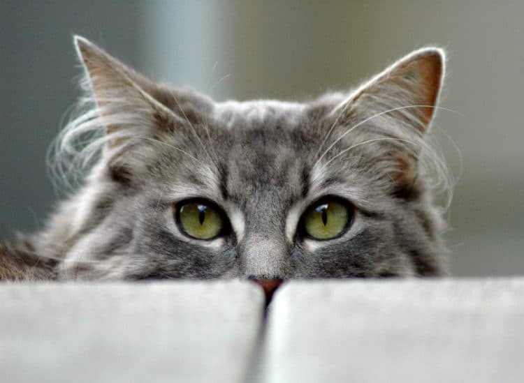 Jealous cat watching from behind