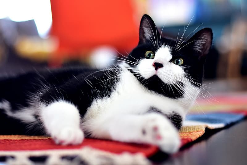 The Benefits of Interactive Cat Toys for Mental Stimulation and Health