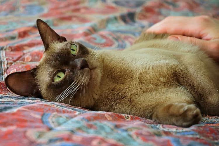 Why some cats attach to only one person
