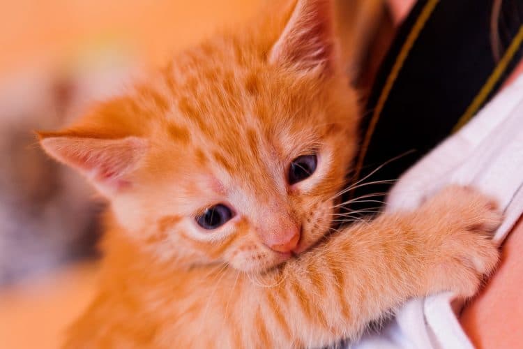 Cats attach to only one person