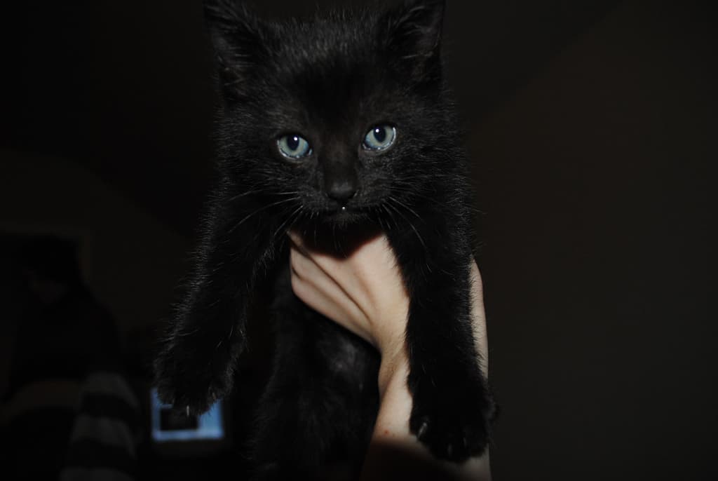 From "Evil" to Lucky: In Praise of Black Cats