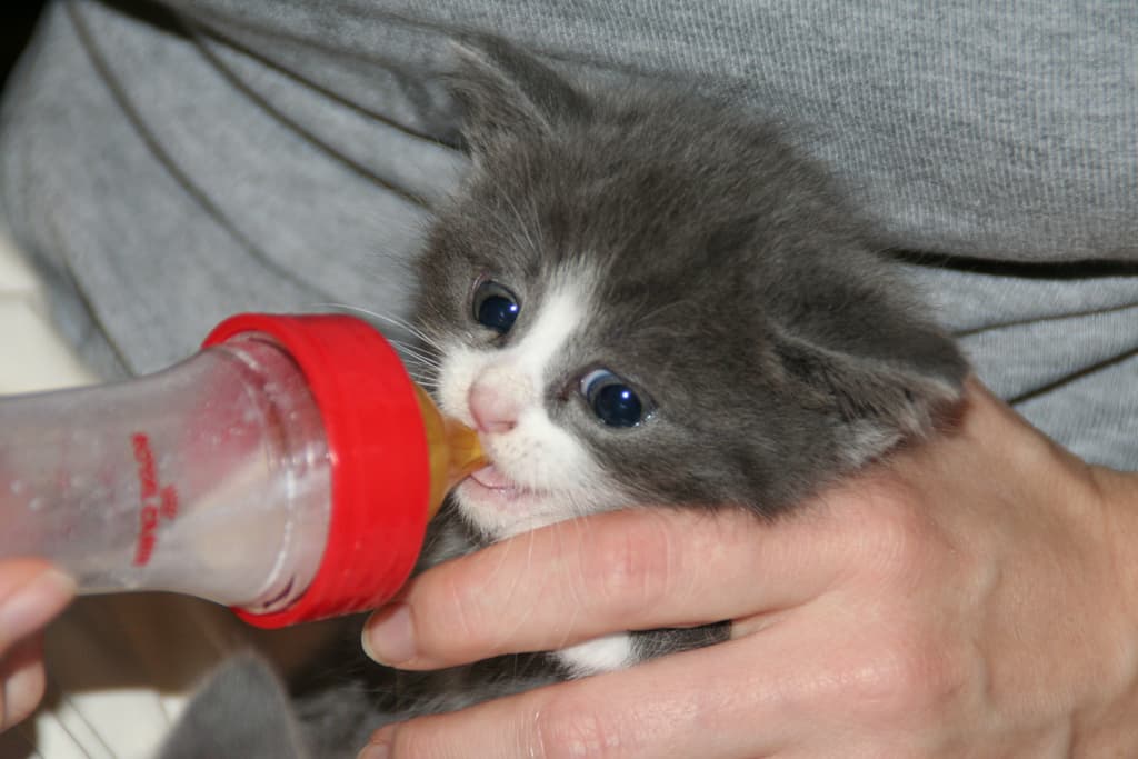 Hand-Reared, Bottle-Fed Kittens: How to Make Up for a Missing Mom