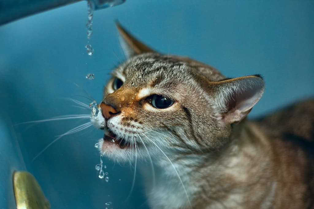 The Frustration of Feline Interstitial Cystitis in Cats