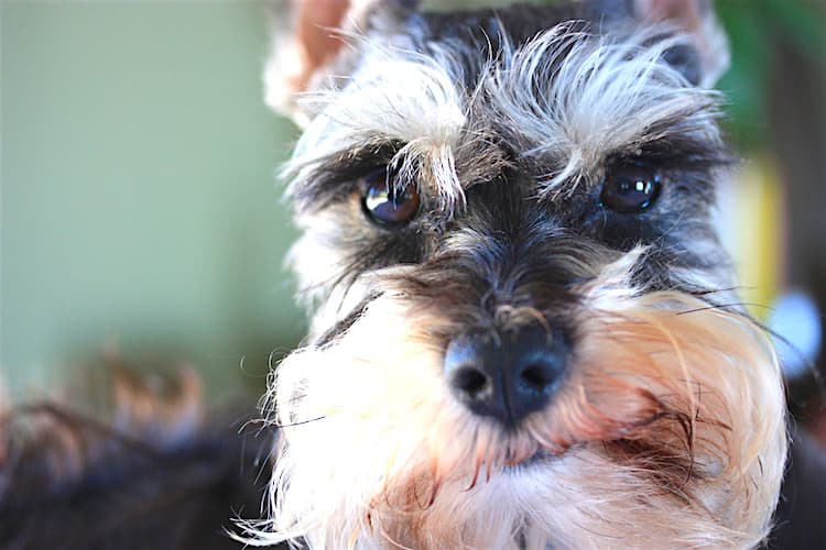 From Pet to Celebrity: How Does a Pet Become a Model?