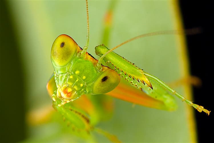 Insects as Pets: 10 Unique Pet Bugs for Beginners