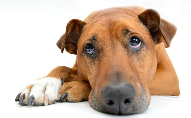 Rectal Prolapse in Dogs
