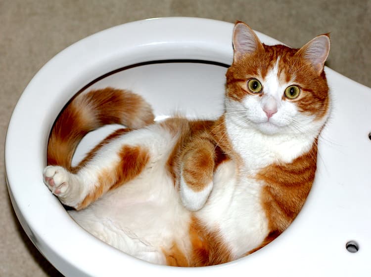 Why Do Cats Hate Water? (And Many Other Answers to "Why Do Cats…?")