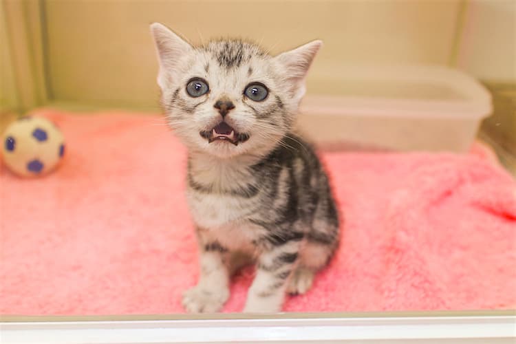 Taking Pets on the Train: What You Need to Know