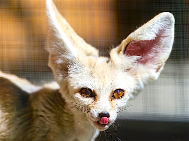 How to Care for Your Fennec Fox — The Smallest Fox in the World
