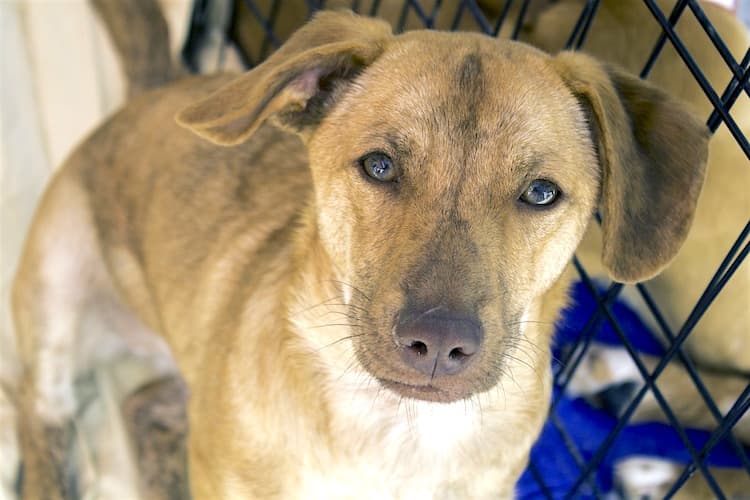 Why Pet Rental Companies Are a Terrible Idea