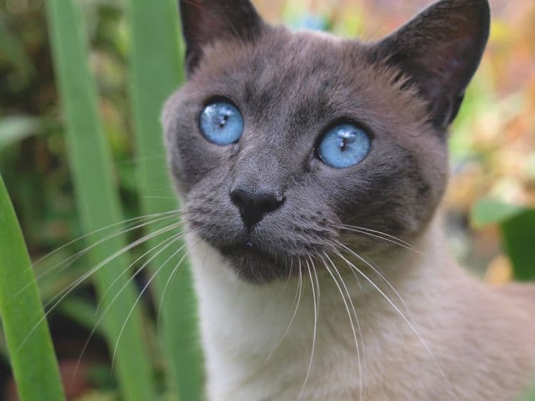 Cats and Horses: The Surprising Similarities Behind Their Unique Bond