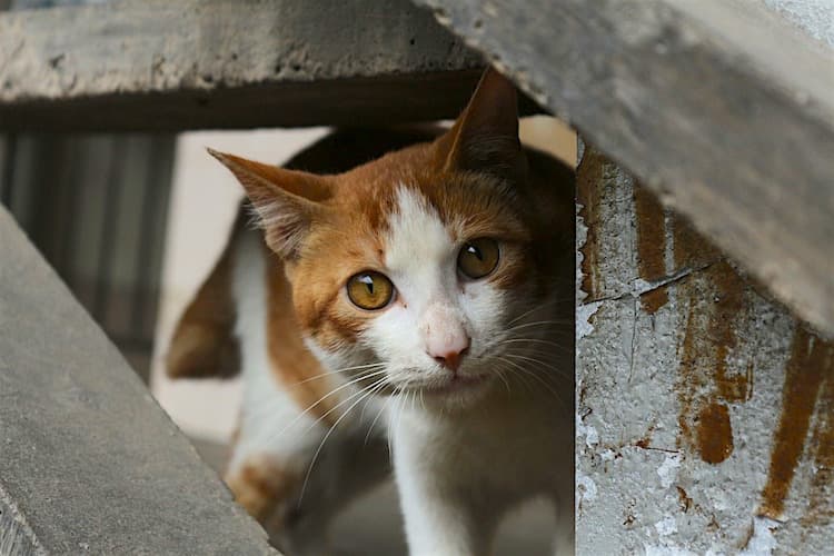 Why Shouldn't I Pick Up a Stray Cat?