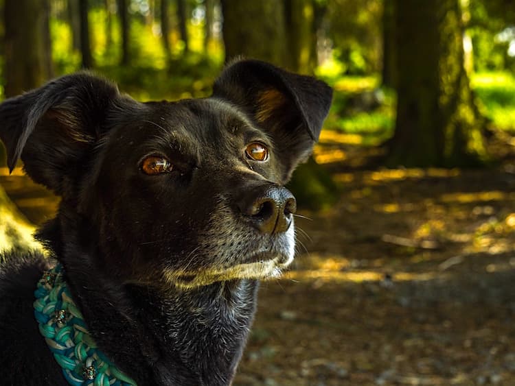 7 Beautiful, Dog-Friendly National Parks to Visit