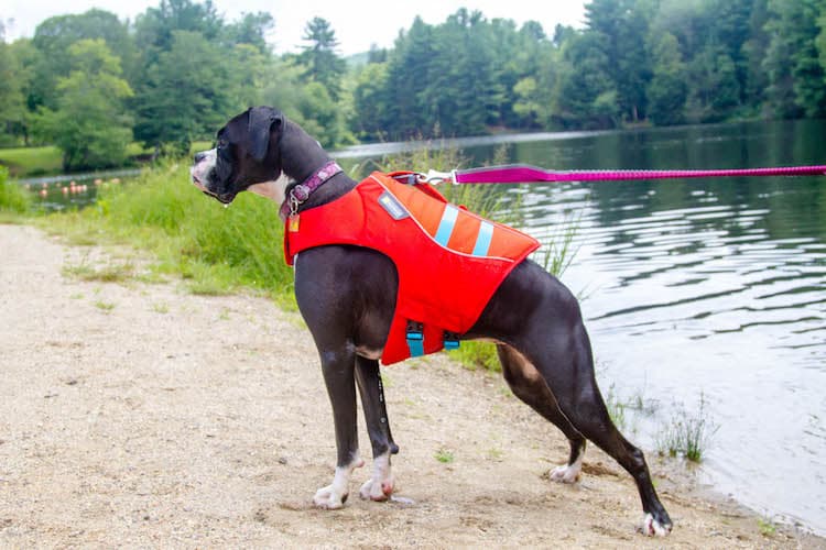 Banjo wearing an orange Ruffwear Float Coat while standing beside the water