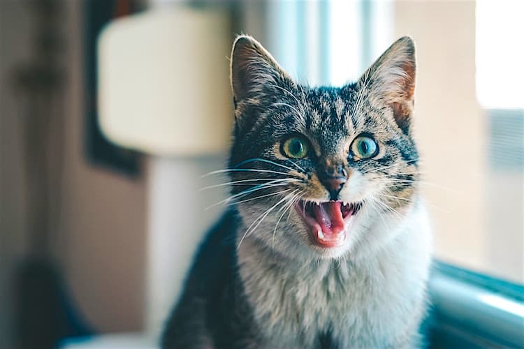 Pandora Syndrome in Cats: The Role of Stress in Urinary Tract Problems
