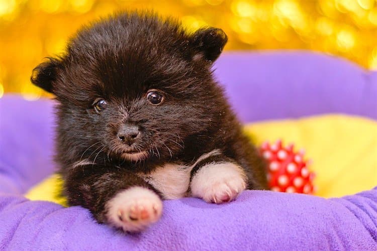 Heartworm Treatment for Dogs: An Expert Guide