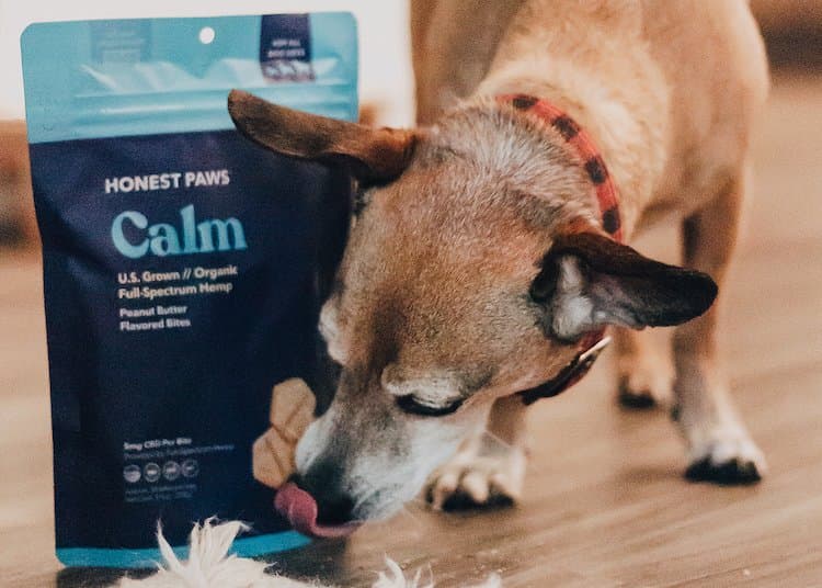 Are CBD Dog Treats Right for Your Pet?