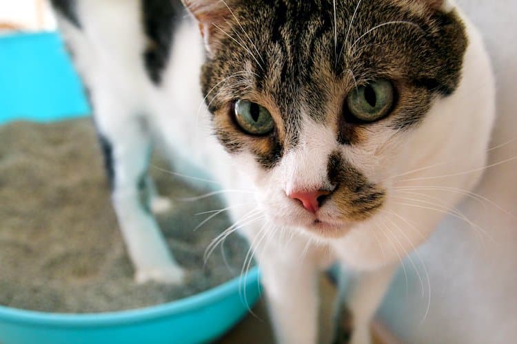 Can Cats Get Bladder Infections From a Dirty Litter Box?