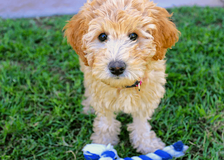 Understanding Labradoodle Health Problems: Common Issues and How to Address Them