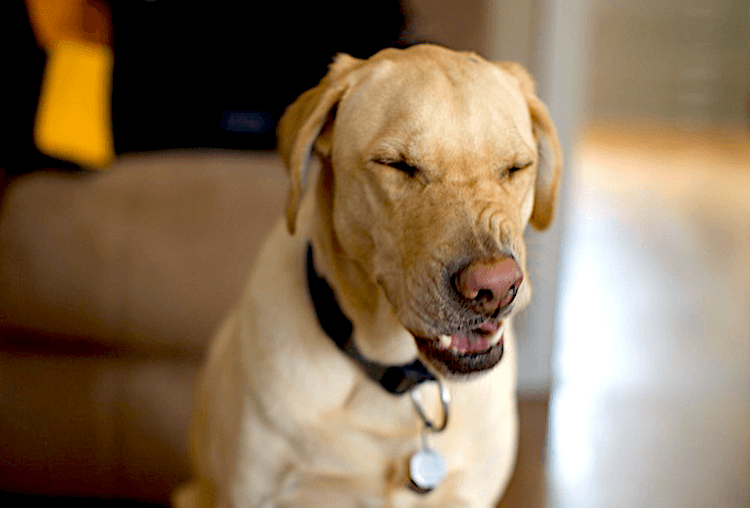 Photo of a Labrador Retriever sneezing