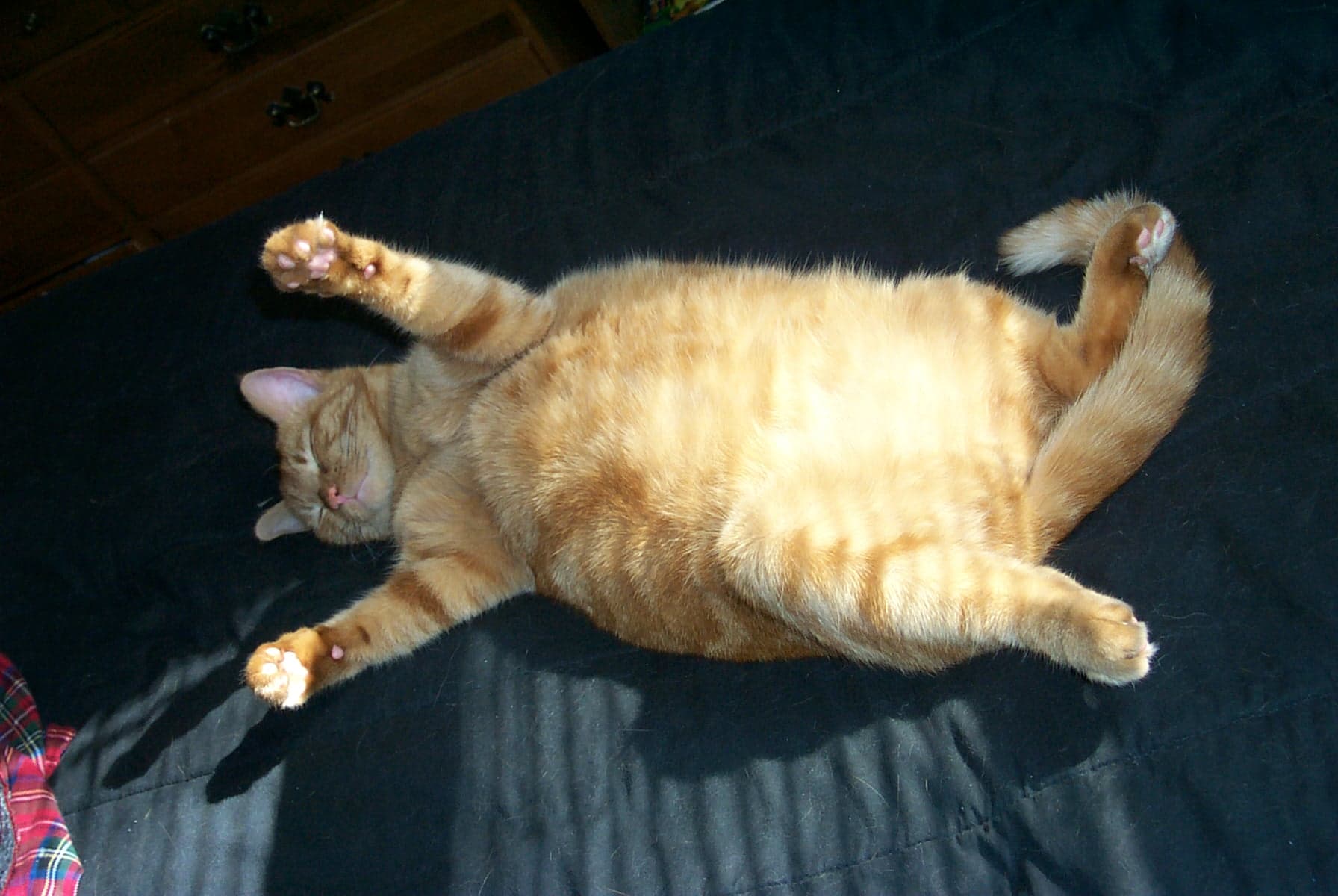 obese cat image