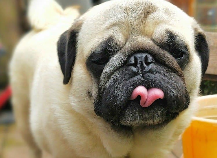 Photo of pug with funny tongue out