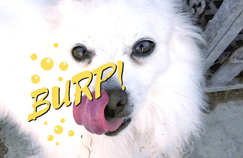 Photo of white dog with text that says "BURP!"