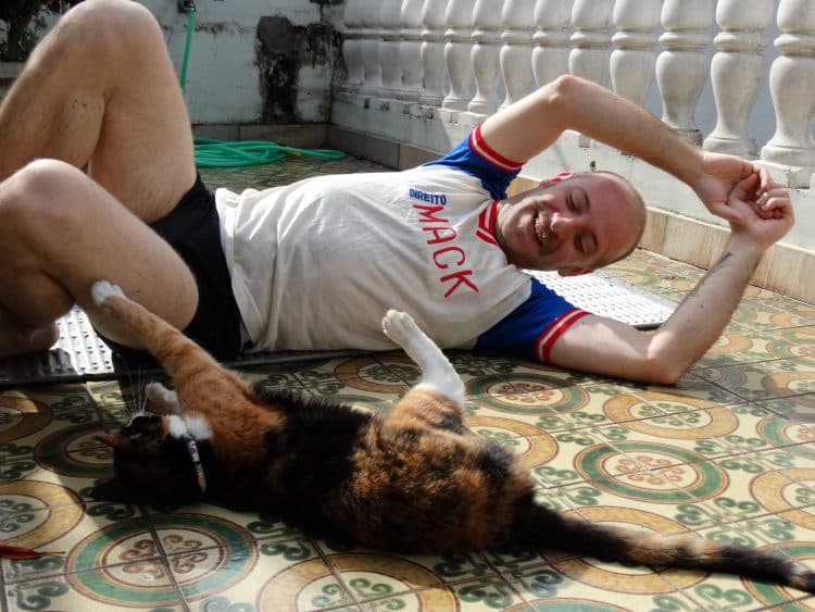 exercise obese cat image