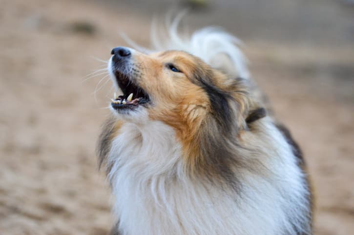 dog barking