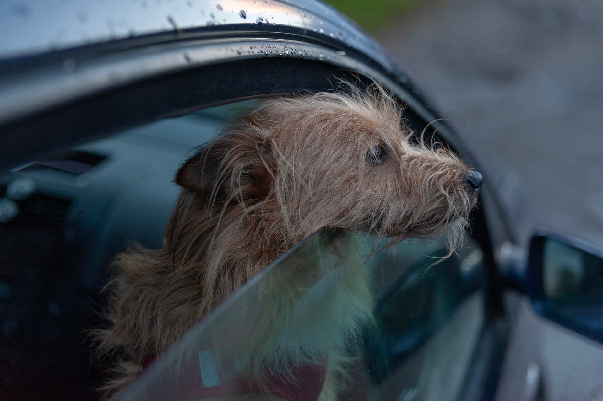 Image of a Dog: New US Dog Entry Requirements for Canadians
