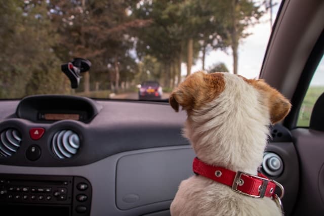 dog in need of motion sickness medicine for dogs