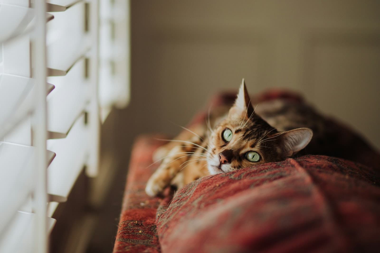 Cat proof blinds are available for people with curious kitties.