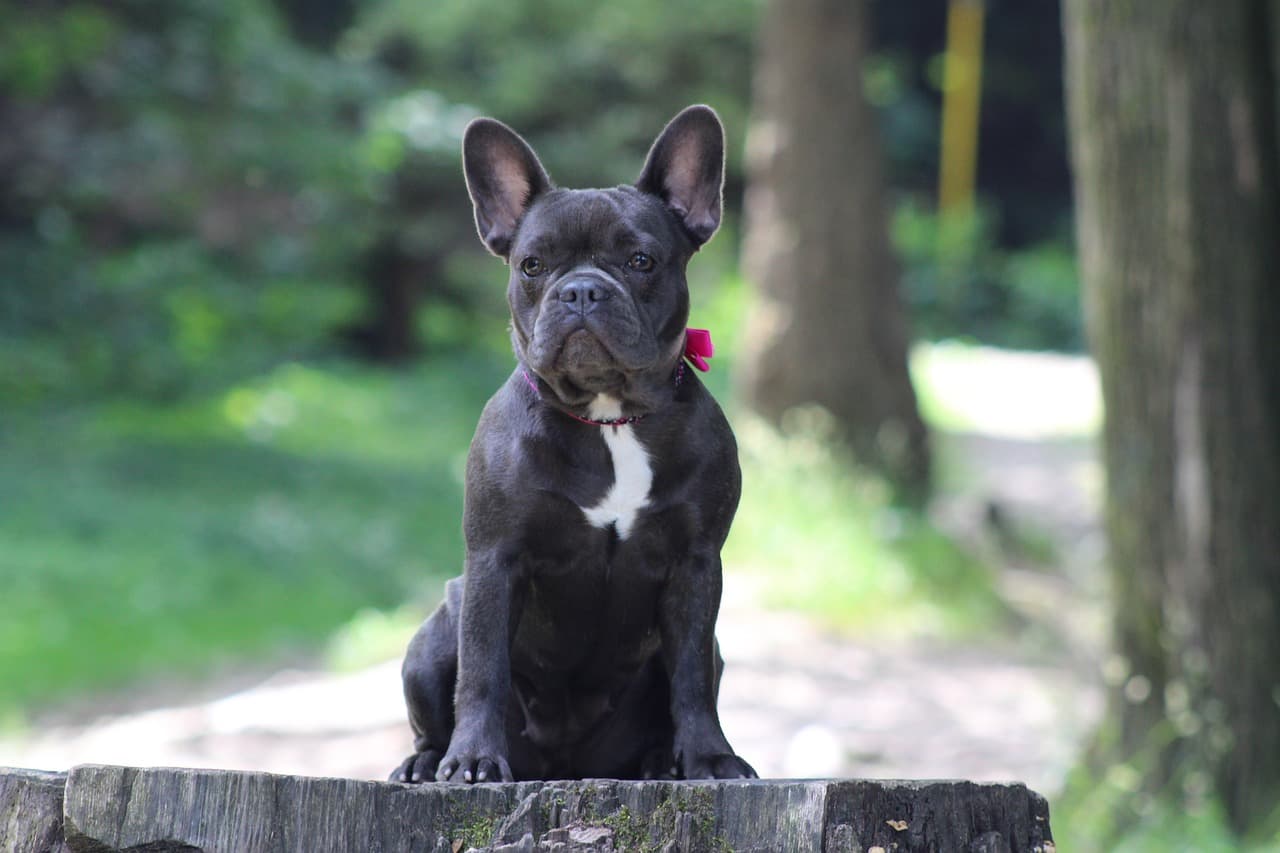 French bulldog most popular dog breeds